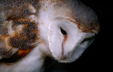 The barn owl is the most widely distributed species of owl in the world
