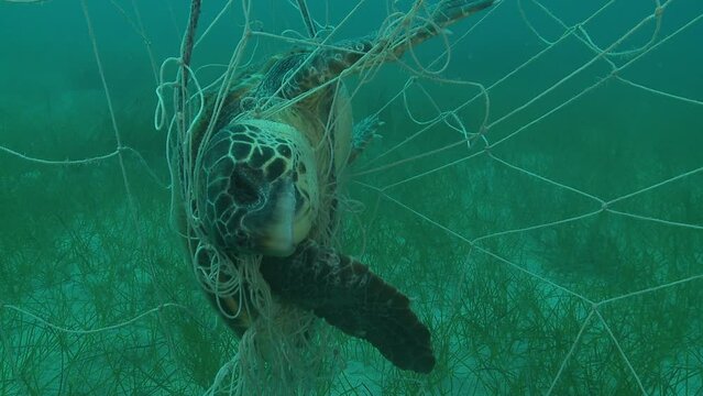 Dead turtle entangled in a fishing net, close-up view. Set of 10 shots depicting various angles for editing, featuring a sea turtle tragically entangled in a fishing net. Check my gallery.