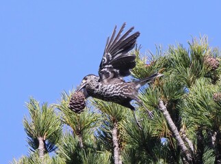 Picture of a Flying Spotted Nutcracker with a Pine Cone in its Beak