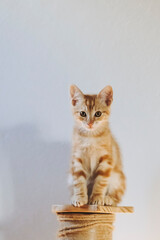 Portrait d'un mignon petit bébé chaton tigré roux à la maison	