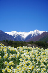 Fototapeta premium 水仙と中央アルプス【長野県駒ヶ根市】