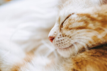 Portrait d'un mignon petit bébé chaton tigré roux à la maison	