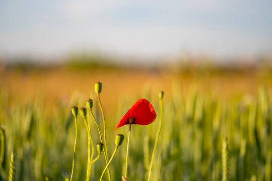 Green background with poppies, flowers, ears of wheat or erysipelas, cornflowers, weeds. Field outside the city
