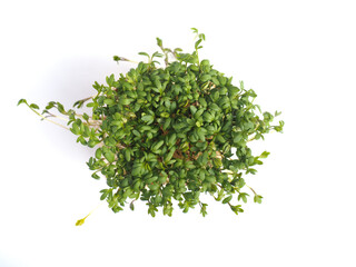Organic cress in a pot on a white background, view from above