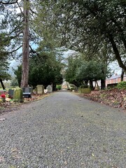 Footpath in a cemetery with a low angle showing the arching tree pathway