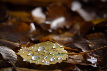 Detale lasu w Górach Czerchowskich jesienią. Liście.