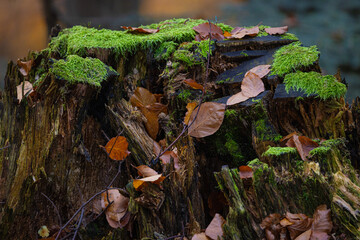 Detale lasu w Górach Czerchowskich jesienią. Pień drzewa. © rogozinski