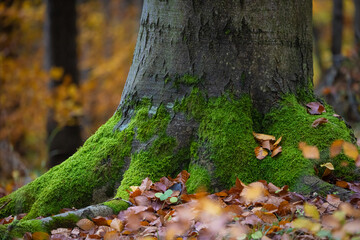 Detale lasu w Górach Czerchowskich jesienią. Mech na drzewie.
