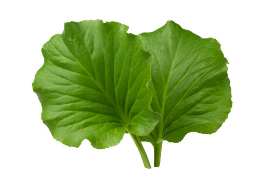 Two green leaves of badan