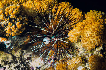Sea urchin on rock. sea urchin macro. Marine life at coral reef and its ecosystem at night.