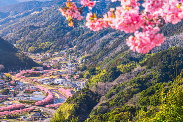 河津町の桜景色を河津城跡公園から眺める【静岡県】　
Looking down on the town where the cherry blossoms are blooming from the observation deck of Kawazu Town - Shizuoka, Japan
