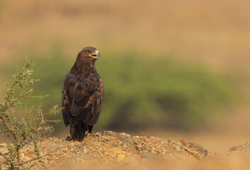 Steppe eagle perched on a mound at Bhigwan bird sanctuary, Maharashtra, India