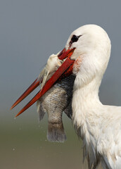 White stork with a big fish catch at Bhigwan bird sanctuary, Maharashtra