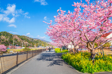 河津町の春景色　河津川沿いに咲く河津桜【静岡県】　
Kawazu cherry blossoms blooming in Kawazu Town, a famous cherry blossom spot in Shizuoka - Japan - obrazy, fototapety, plakaty