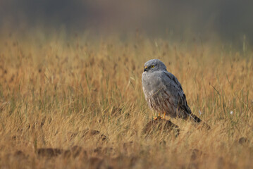 Montagu's harrier perched on rock in. the grassland of  Bhigwan bird sanctuary, Maharashtra