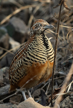 Buttonquail perched on roak at Bhigwan bird sanctuary Maharashtra
