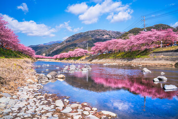 河津町の春景色　河津川沿いに咲く河津桜並木【静岡県】　
Kawazu cherry...