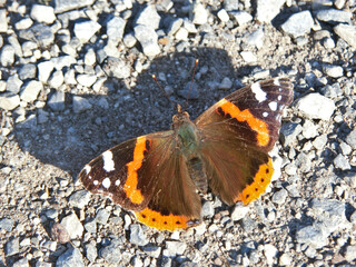 Vanessa Atalanta