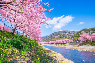 河津町の春景色　河津川沿いに咲く河津桜並木【静岡県】　
Kawazu cherry blossoms blooming in Kawazu Town, a famous cherry blossom spot in Shizuoka - Japan - obrazy, fototapety, plakaty
