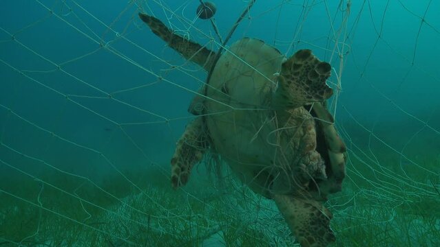 Dead turtle caught in a fishing net, viewed from behind in a medium shot. Set of 10 shots depicting various angles for editing, featuring a sea turtle entangled in a fishing net. Check my gallery.