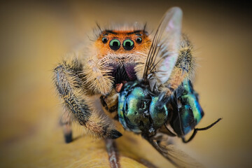 jumping spider with prey