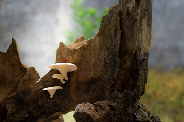 White fungus growing on a log, mushroom background