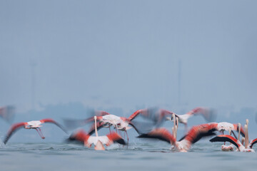Motion blur shot of Greater Flamingos takeoff  at Eker creek in the morning, Bahrain