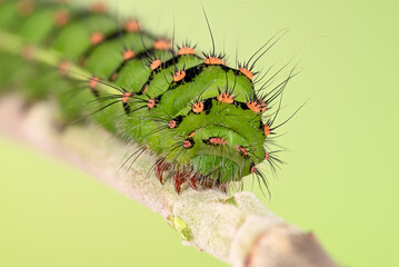 Kleines Nachtpfauenauge (Saturnia pavonia), Raupe 4. Stadium