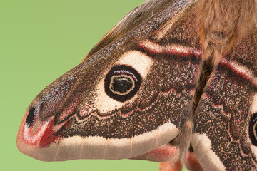  Kleines nachtpfauenauge (saturnia pavonia), männlicher Falter, frisch geschlüpft, Flügeldetail