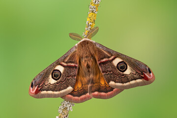  Kleines nachtpfauenauge (saturnia pavonia), männlicher Falter, frisch geschlüpft