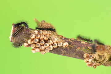  Kleines nachtpfauenauge (saturnia pavonia), Raupe 1. stadium mit Eigelege