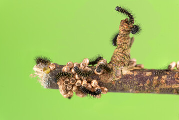  Kleines nachtpfauenauge (saturnia pavonia), Raupe 1. stadium mit Eigelege