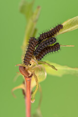 Kleines Nachtpfauenauge (Saturnia pavonia), Raupe 2. 