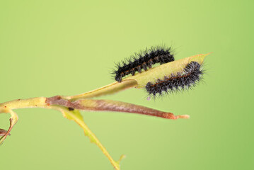 Kleines Nachtpfauenauge (Saturnia pavonia), Raupe 2. 