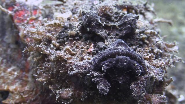 Devil scorpionfish moving slowly over sandy bottom. Close-up shot of eyes and mouth and claw-like extension of pectoral fin. Shot during daylight in indo-pacific.