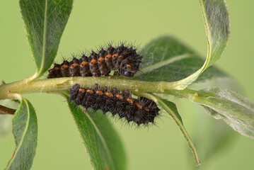 Nachtpfauenauge (Saturnia pavonia),  Raupe, 3.  Stadium 