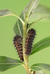 Nachtpfauenauge (Saturnia pavonia),  Raupe, 3.  Stadium 