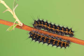 Nachtpfauenauge (Saturnia pavonia),  Raupe, 3.  Stadium 