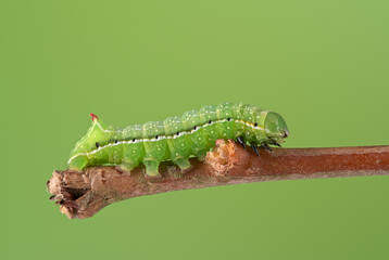 Svenssons pyramideneule (amphipyra berbera), Raupe