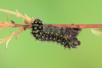 Kleines Nachtpfauenauge (Saturnia pavonia), Raupe mit Raupenhaut 4. Häutung