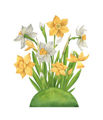 Watercolor daffodils on green grass. Botanical illustration. Spring garden flowers in vintage style.