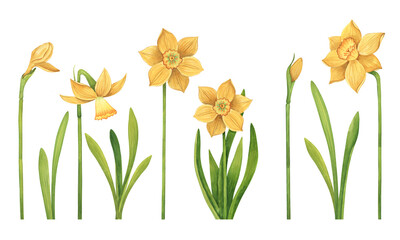 Watercolor set of hand-drawn yellow daffodils on a white background. Collection of botanical elements of flowers, buds and leaves in realistic style