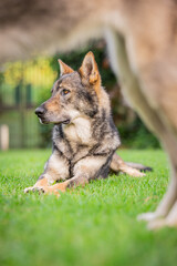 Lupo