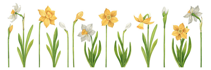 Watercolor set of white and yellow daffodils hand drawn on a white background. Collection of plant elements of flowers, buds and leaves in vintage style - obrazy, fototapety, plakaty