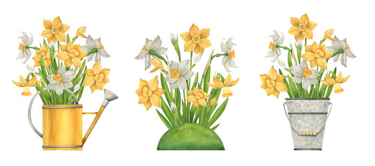 Collection of garden compositions with daffodils. Watercolor spring illustrations of flowers in a watering can and bucket. Spring rustic aesthetic