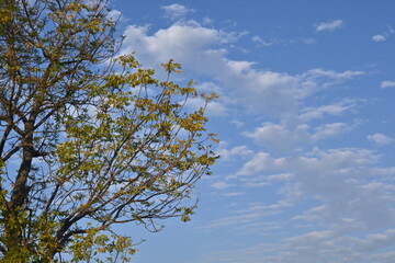 Green trees, blue sky, white clouds