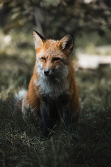 Fototapeta premium Fuchs