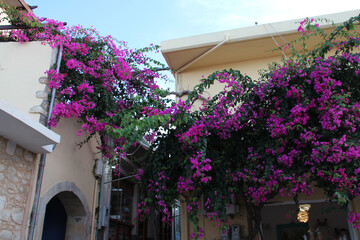 blooming bougainvillea old house in a village (margarites) in crete in greece 