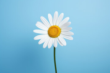 Blue chamomile background summer blossom daisy nature white plant petal flower yellow beauty spring