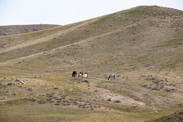 Several horses in the desert landscape of Kazakhstan